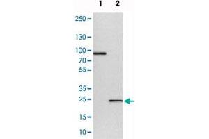 Western blot analysis of cell lysates with CCDC90B polyclonal antibody  at 1:250-1:500 dilution. (CCDC90B Antikörper)