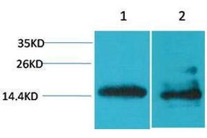 Western Blotting (WB) image for anti-H2A Histone Family, Member X (H2AFX) antibody (ABIN3188036) (H2AFX Antikörper)