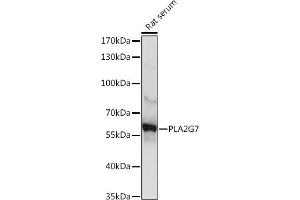 Western blot analysis of extracts of Rat serum, using PLG7 Rabbit pAb (ABIN6131874, ABIN6145735, ABIN6145737 and ABIN6225094) at 1:1000 dilution. (PLA2G7 Antikörper  (AA 172-441))