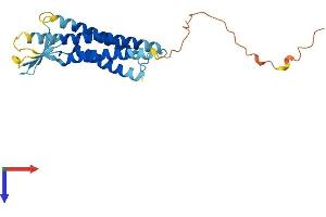 Claudin 16 Protein (CLDN16) (AA 1-235) (His tag)