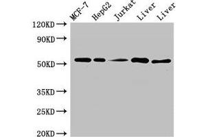 Western Blot Positive WB detected in: MCF-7 whole cell lysate, HepG2 whole cell lysate, Jurkat whole cell ltysate, Mouse liver tissue, Rat liver tissue All lanes: KAT8 antibody at 3 μg/mL Secondary Goat polyclonal to rabbit IgG at 1/50000 dilution Predicted band size: 53, 54 kDa Observed band size: 53 kDa (MYST1 Antikörper  (AA 1-168))