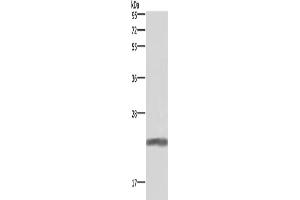 Western Blotting (WB) image for anti-Growth Hormone 1 (GH1) antibody (ABIN2826917) (Growth Hormone 1 Antikörper)
