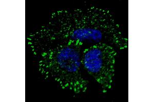 Fluorescent confocal image of MCF7 cells stained with phospho-ERBB2- antibody. (ErbB2/Her2 Antikörper  (pTyr1127))