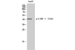 Western Blotting (WB) image for anti-CCAAT/enhancer Binding Protein (C/EBP), alpha (CEBPA) (pThr230) antibody (ABIN3173116) (CEBPA Antikörper  (pThr230))