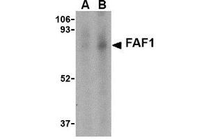 Western blot analysis of FAF1 in Jurkat cell lysate with AP30327PU-N FAF1 antibody at (A) 1 and (B) 2 μg/ml. (FAF1 Antikörper  (C-Term))