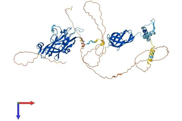 EBF3 Protein (AA 1-596) (His tag)