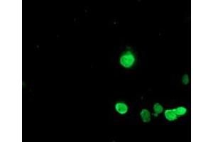 Anti-HES1 mouse monoclonal antibody (ABIN2455320) immunofluorescent staining of COS7 cells transiently transfected by pCMV6-ENTRY HES1 (RC211709). (HES1 Antikörper)
