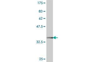 Western Blot detection against Immunogen (37. (BAT1 Antikörper  (AA 329-428))