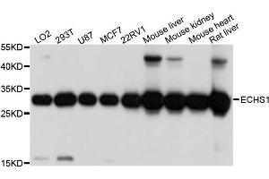 Western blot analysis of extracts of various cells, using ECHS1 antibody. (ECHS1 Antikörper)