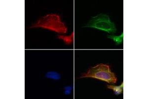ABIN6264426 and ABIN6272879 staining Hela by IF/ICC. (PRKCDBP Antikörper  (Internal Region))