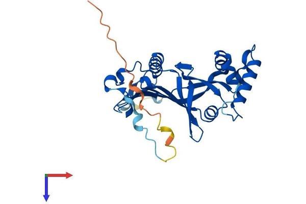 PNPO Protein (AA 1-261) (His tag)