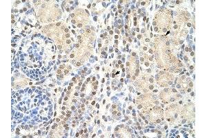 TMED4 antibody was used for immunohistochemistry at a concentration of 4-8 ug/ml to stain Epithelial cells of renal tubule (arrows) in Human Kidney. (TMED4 Antikörper  (N-Term))