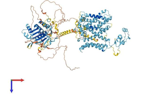 SLC4A7 Protein (AA 1-1034) (His tag)