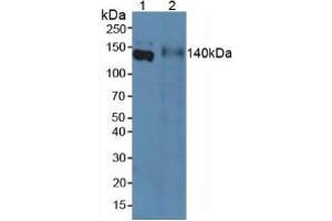 Western blot analysis of (1) Rat Serum and (2) Rat Intestine Tissue. (Emilin1 Antikörper  (AA 684-899))
