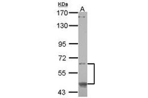 Image no. 1 for anti-CAMP Responsive Element Binding Protein 3-Like 1 (CREB3L1) (AA 1-294) antibody (ABIN1497630) (CREB3L1 Antikörper  (AA 1-294))