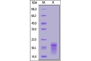 SDS-PAGE (SDS) image for Heparin-Binding EGF-Like Growth Factor (HBEGF) (AA 63-148) (Active) protein (His tag) (ABIN6992347)