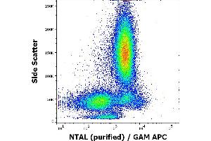 Flow cytometry intracellular staining pattern of human peripheral whole blood using anti-NTAL (NAP-07) purified antibody (concentration in sample 9 μg/mL, GAM APC). (LAT2 Antikörper  (Cytoplasmic Domain))