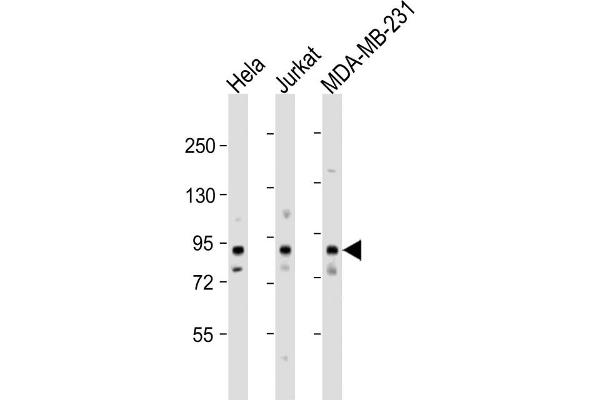 MYSM1 Antikörper  (N-Term)