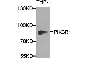Western blot analysis of extracts of THP-1 cells, using PIK3R1 antibody.