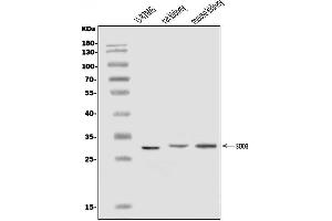 Western blot analysis of Superoxide Dismutase 3/EC-SOD/SOD3 using anti-Superoxide Dismutase 3/EC-SOD/SOD3 antibody (ABIN7600674).