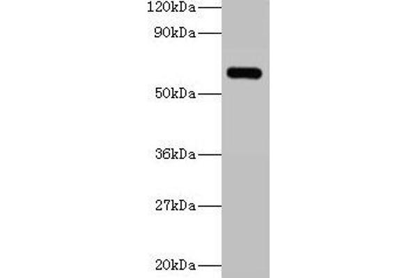 YARS 抗体  (AA 2-528)