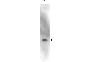 Western Blot of Anti-GFP (MOUSE) Monoclonal Antibody Peroxidase Conjugate.