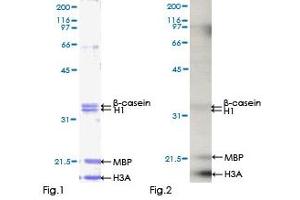 Kinase Activity Assay (KAA) image for CDC-Like Kinase 2 (CLK2) (AA 1-498) protein (GST tag) (ABIN1349704)