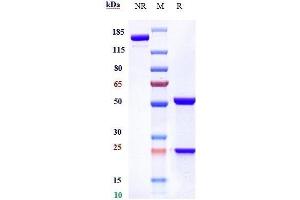 Anti-CX3CL1 / Fractalkine Reference Antibody (quetmolimab) on SDS-PAGE under reducing (R) condition.