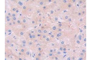 Figure. (JAK2 Antikörper  (AA 508-800))