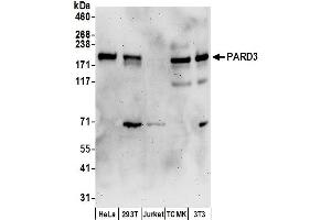 Western Blotting (WB) image for anti-Par-3 Partitioning Defective 3 Homolog (PARD3) (AA 1306-1356) antibody (ABIN7453156)
