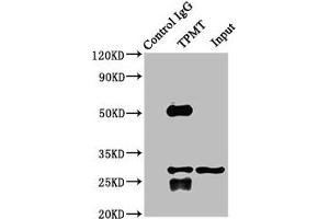 Immunoprecipitating TPMT in K562 whole cell lysate Lane 1: Rabbit control IgG instead of ABIN7171992 in K562 whole cell lysate.