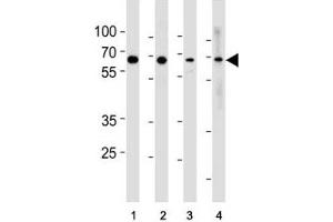 p65 antibody western blot analysis in (1) HeLa, (2) MCF-7, (3) Raji and (4) Ramos lysate. (NF-kB p65 Antikörper  (AA 10-37))