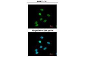 Image no. 2 for anti-Paired Box 6 (PAX6) (AA 1-221) antibody (ABIN467590) (PAX6 Antikörper  (AA 1-221))