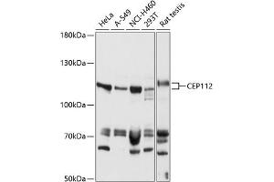 Western blot analysis of extracts of various cell lines, using CEP112 antibody (ABIN7266437) at 1:1000 dilution. (CCDC46 Antikörper  (AA 1-240))