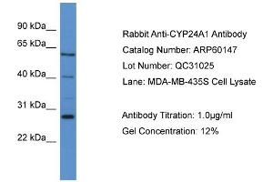 Western Blotting (WB) image for anti-Cytochrome P450, Family 24, Subfamily A, Polypeptide 1 (CYP24A1) (C-Term) antibody (ABIN2788353)
