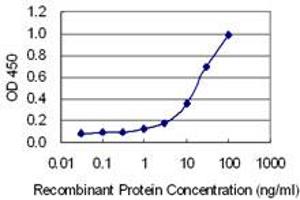 Detection limit for recombinant GST tagged CUX2 is 0. (CUX2 Antikörper  (AA 121-220))