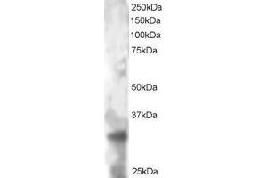 ABIN184746 staining (2µg/ml) of HeLa lysate (RIPA buffer, 30µg total protein per lane).