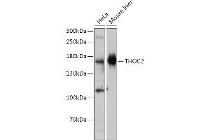 Western blot analysis of extracts of various cell lines, using THOC2 antibody (ABIN7270812) at 1:1000 dilution. (THO Complex 2 Antikörper)