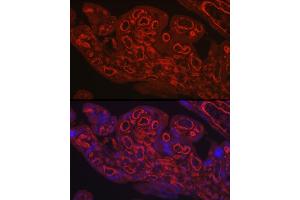 Immunofluorescence analysis of human placenta using CD31/PEC Rabbit pAb (ABIN3022923, ABIN3022924, ABIN3022925 and ABIN6219299) at dilution of 1:250 (40x lens). (CD31 Antikörper  (AA 130-230))