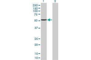Western Blot analysis of KRT4 expression in transfected 293T cell line by KRT4 MaxPab polyclonal antibody.