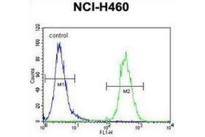 Flow cytometric analysis of NCI-H460 cells (right histogram) compared to a negative control cell (left histogram) using SRD5A2L2  Antibody (C-term), followed by FITC-conjugated goat-anti-rabbit secondary antibodies.