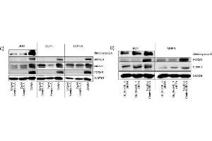 Western Blotting (WB) image for anti-Glyceraldehyde-3-Phosphate Dehydrogenase (GAPDH) antibody (ABIN2857072)