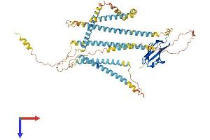 NEXN Protein (AA 1-607) (His tag)