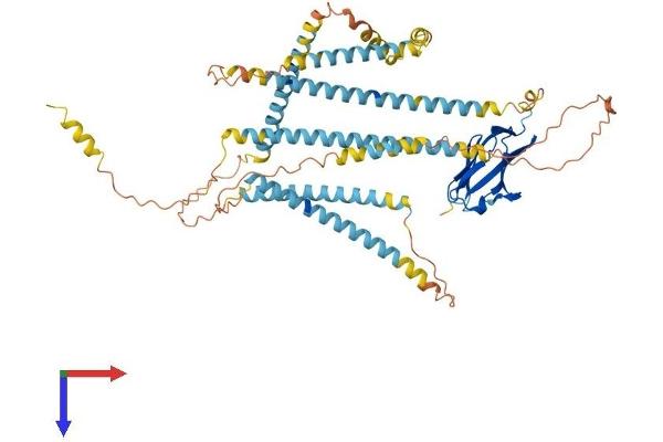 NEXN Protein (AA 1-607) (His tag)