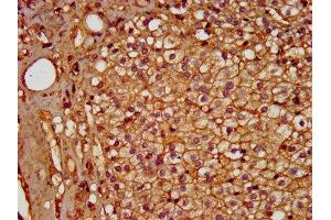 IHC image of ABIN7155179 diluted at 1:600 and staining in paraffin-embedded human adrenal gland tissue performed on a Leica BondTM system. (PDE9A Antikörper  (AA 426-533))