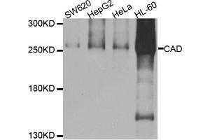 Western blot analysis of extracts of various cell lines, using CAD antibody. (CAD Antikörper)
