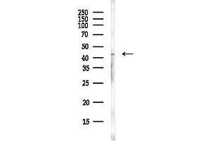 Western blot analysis of lysates from MCF7 cells(heat-shock,45 min treatment), using APOBEC3G Antibody at 1/1000 dilution.