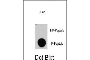 Dot blot analysis of anti-RAF1-p Phospho-specific Pab (R) on nitrocellulose membrane. (RAF1 Antikörper  (pTyr340))