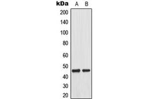 Western blot analysis of MKK1 (pT292) expression in A431 EGF-treated (A), HeLa EGF-treated (B) whole cell lysates. (MEK1 Antikörper  (pSer292))