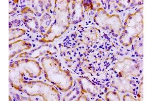 IHC image of ABIN7153319 diluted at 1:100 and staining in paraffin-embedded human kidney tissue performed on a Leica BondTM system. (G Protein-Coupled Receptor 12 Antikörper  (AA 1-48))